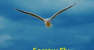 Safo Newman – Sorrow Fly